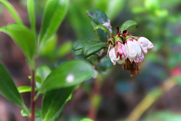 Zarte rosa und cremefarbene Blüten auf Preiselbeerpflanzen. - Foto, Bild