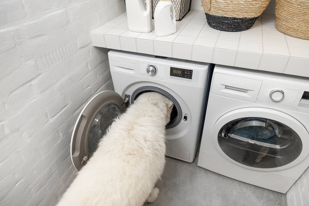 Собака в пральні вдома
 - Фото, зображення