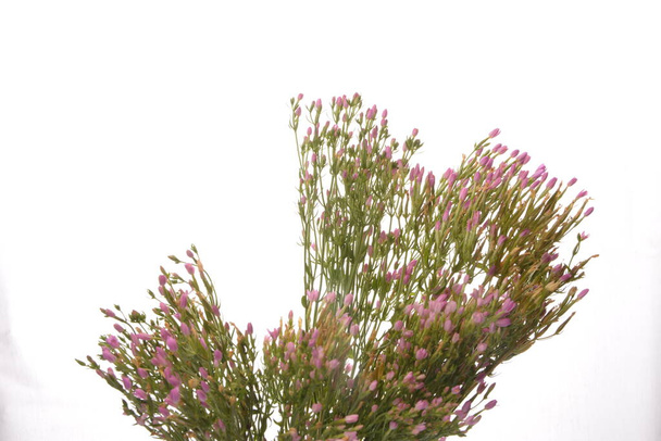 Centaurium eritraea.a çiçek açan Centaurium eritraea, Centaurium eritraea, İngiltere 'de bir çayırda yetişen bitki.. - Fotoğraf, Görsel