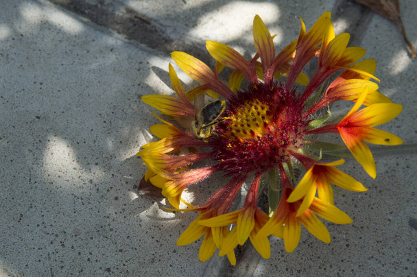 Nahaufnahme: Eine Biene sammelt Honigtau von einer Gailardia-Decke mit roten, orangen und gelben Blütenblättern, die auf dem Bürgersteig liegen - Foto, Bild