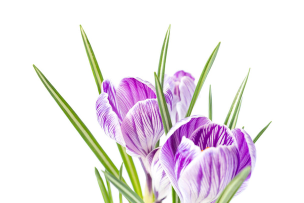 Large crocus Crocus sativus C. vernus flowers with purple streaks on a white background for postcards, greetings for Mother's Day, Valentine's Day. Close-up - Photo, Image