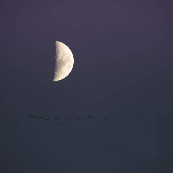 Stormo di uccelli che volano con la luna sullo sfondo, La Pampa  - Foto, immagini