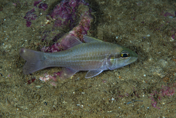 Одинокая кардинальная рыба Pristiapogon exchigma - Фото, изображение