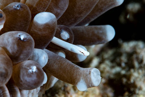Mushroom-coral Pipefish (Siokunichthys nigrolineatus) - Photo, Image