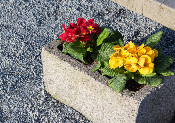 Красные и желтые первоцветы, украшенные в каменном горшке на улице. Селективный фокус, фото путешествий, вид на улицу, концепция фото декоративных цветов - Фото, изображение