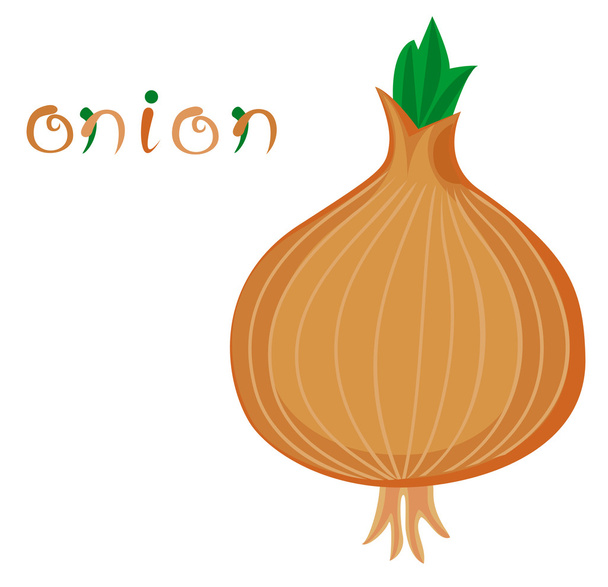 Onion - Vector, Image