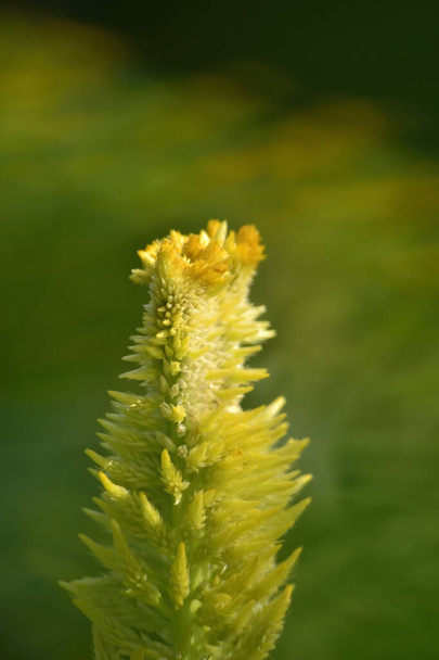 Celosia argentea L amarilla con fondo borroso - Foto, Imagen