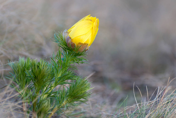 Wild spring flowers. Adonis flower bud.  - Photo, Image