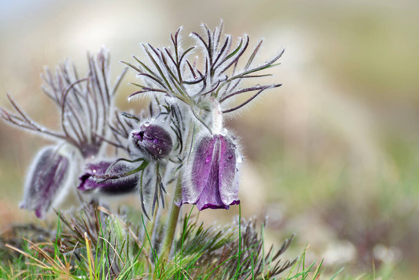 Spring flowers in the dew. Pasque flower (Pulsatilla vulgaris) and other early flowering plants. - Photo, Image