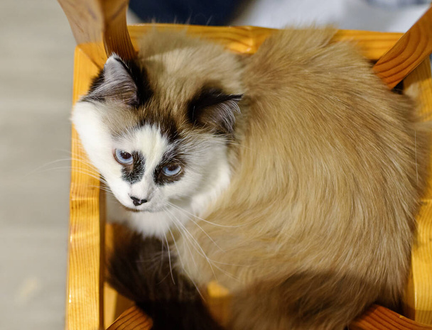 Забавна кішка з невеликим прикусом зігнута на стілець. Портрет крупним планом
. - Фото, зображення