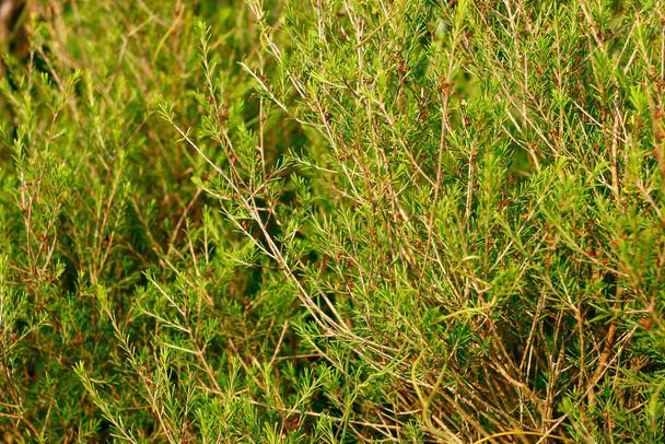Свіжа зелена трава повернулася на землю в сонячний день у парку
 - Фото, зображення