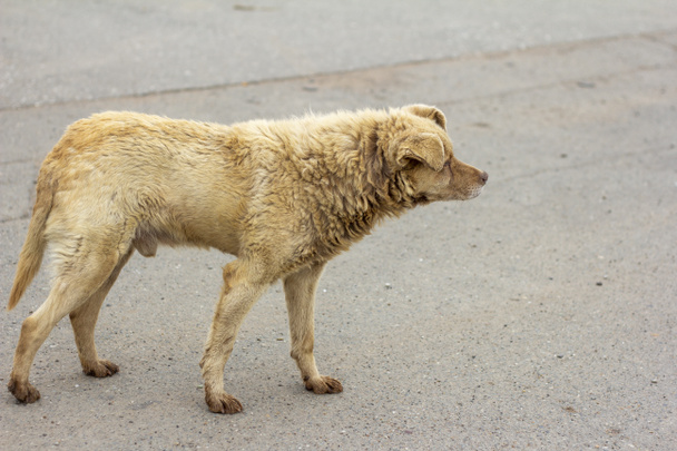 A homeless dirty hungry dog stands on the road and looks away - Photo, Image