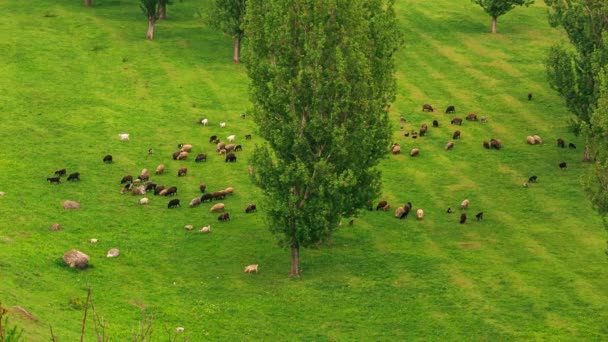 Ovejas alimentándose en un campo verde fresco
 - Imágenes, Vídeo