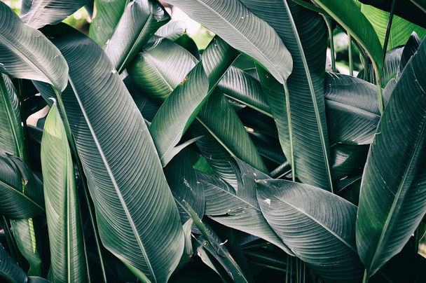 tropical leaves, green nature background - Photo, Image