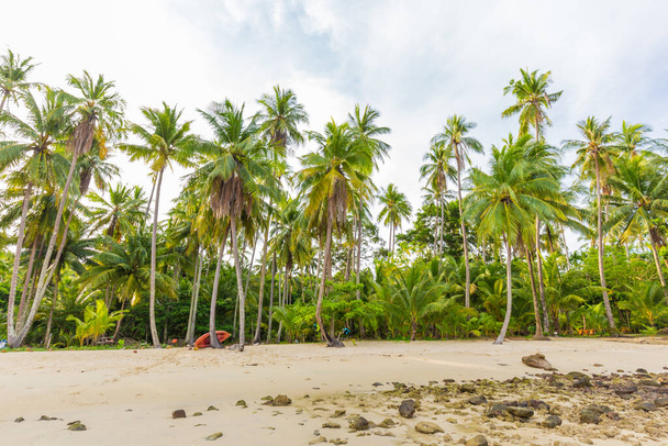 cocotier pam arbre tropical sur la mer plage matin lever de soleil nature vacances d'été - Photo, image