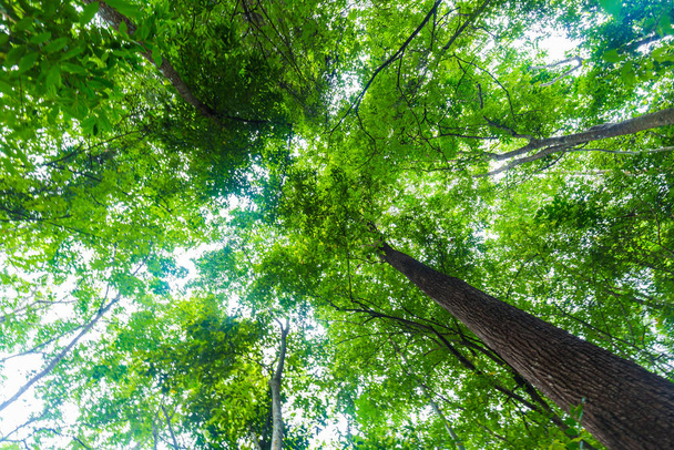 Arbre tropical vert forêt arrière-plan nature paysage - Photo, image