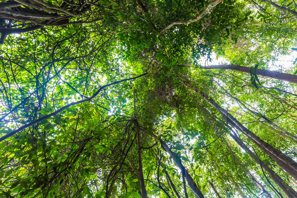 Tropikalne zielone drzewo las tło natura krajobraz - Zdjęcie, obraz