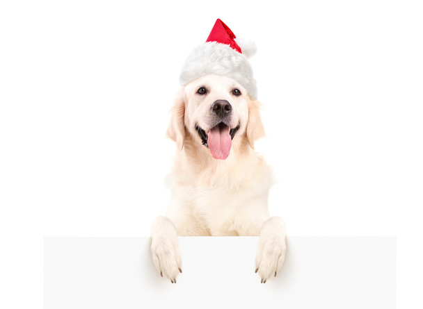Labrador retriever with christmas hat - Fotoğraf, Görsel