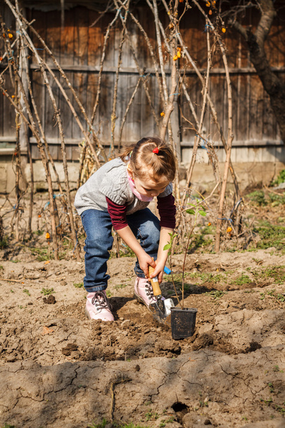 Little girl working in vegetable garden - 写真・画像