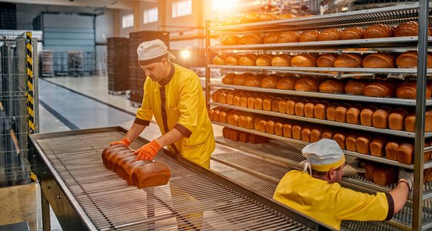 Bäcker stapeln frisch gebackenes Brot in den Regalen. Automatisierte Produktion von Backwaren. Brotfabrik. - Foto, Bild