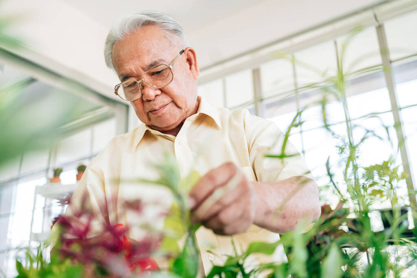 Lähikuva aasialainen eläkkeellä oleva isoisä rakastaa huolehtia kasveista talon sisäpuutarhassa hymyillen ja onnellisesti. Eläkkeelle siirtyminen. - Valokuva, kuva