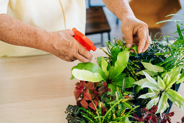 Close-up gepensioneerde senior handen zorgen graag voor de planten door water te spuiten op planten met mistige plekken in de binnentuin. Geniet van pensioenactiviteiten. - Foto, afbeelding