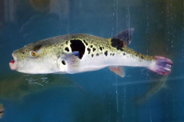 Fugu in einem Fischtank - Foto, Bild