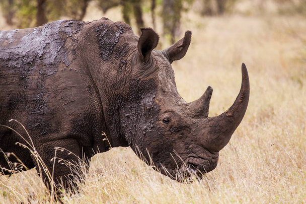 大きな南の白のRhinoの牛は泥で覆われて戻ってくる - 写真・画像