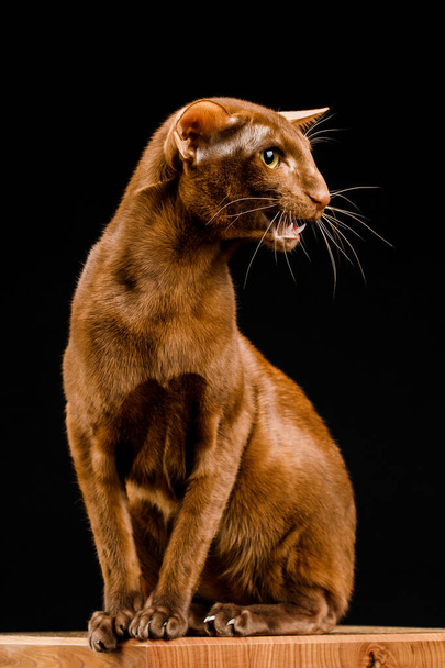 Chat oriental, animal à poil court sur fond sombre. - Photo, image