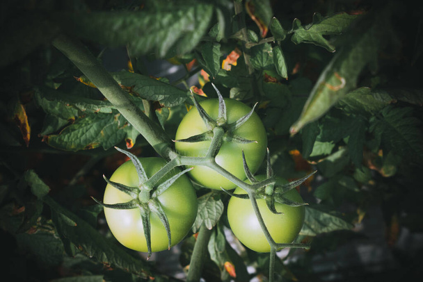 plantation de tomates dans le champ gros plan - Photo, image