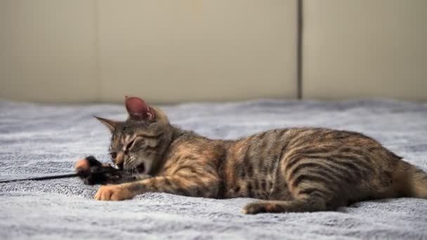 Un pequeño gato gris está jugando con su juguete en una cama con una manta gris. Concepto de mascota - Metraje, vídeo