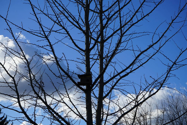Vogelhuisje aan een boom op een maart dag. Marzahn-Hellersdorf, Berlijn, Duitsland  - Foto, afbeelding