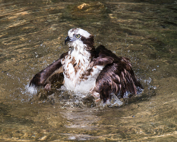Osprey zbliżenie profil widok kąpiel z rozpostartymi skrzydłami w jego otoczeniu i siedlisku. - Zdjęcie, obraz