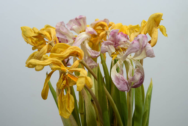 hermosos tulipanes secos marchitos sobre fondo neutro - Foto, imagen