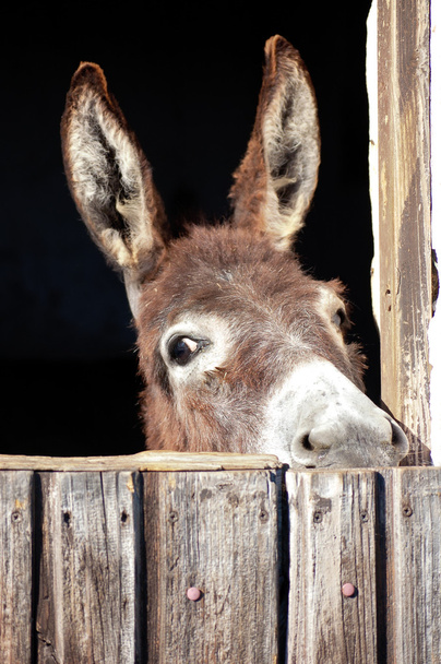 Head of a Donkey - Foto, afbeelding