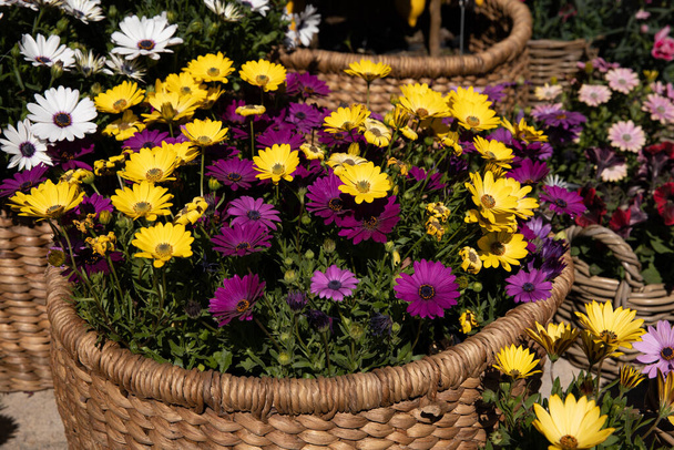 Yunan bahçe dükkanında güzel çiçek açan Dimorphoteca ya da mor ve sarı renkli Afrika papatyalarıyla dolu bir sepet - bahar zamanı. - Fotoğraf, Görsel