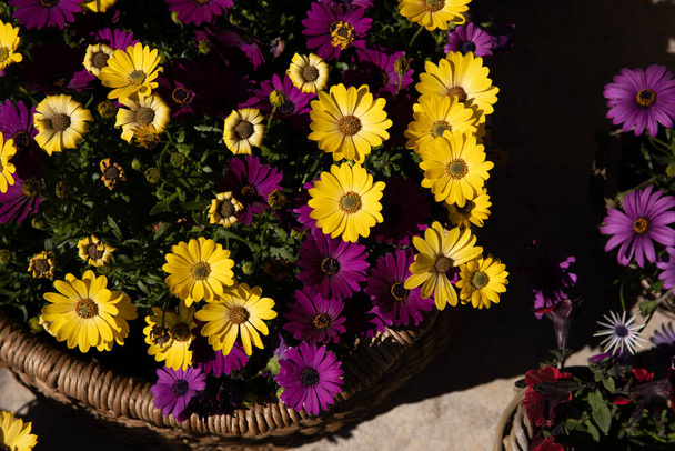 Teljes kosár gyönyörűen virágzó Dimorphoteca vagy afrikai százszorszépek lila és sárga színekben cserepes a görög kerti bolt - tavasz. - Fotó, kép