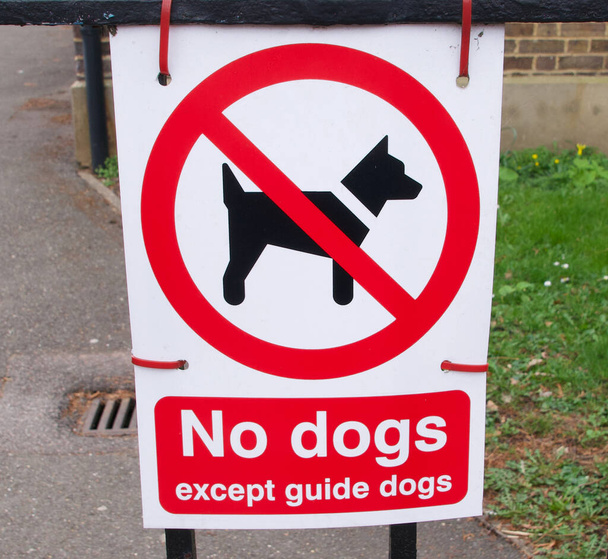 Попереджувальний знак з графікою, що вказує на відсутність собак, крім собак-поводирів
 - Фото, зображення