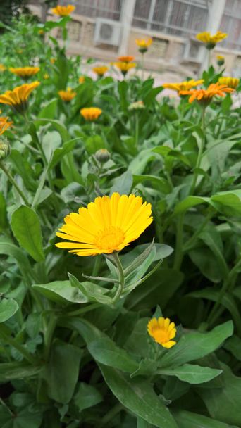 foto de primer plano de la hermosa carpeta amarilla en el jardín - Foto, imagen