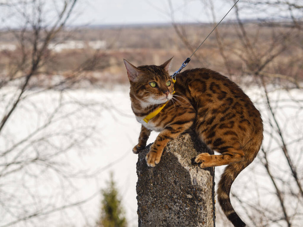 Un gato de Bengala posa sobre ruinas de hormigón y se congela en un parque de invierno contra el telón de fondo de un río. Caminar con una mascota, viajar con felinos por el bosque. - Foto, imagen