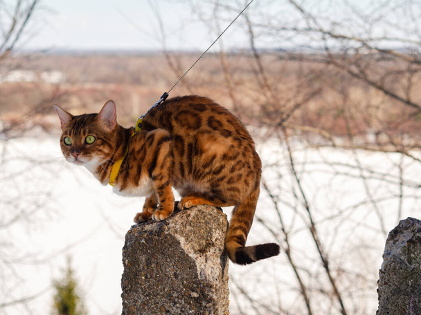 Bengalilainen kissa poseeraa betoniraunioilla ja jäätyy talvipuistossa joen pohjalla. Kuljetus lemmikki, matkustaa kissan metsän läpi. - Valokuva, kuva