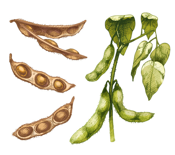 Olgunlaşmamış taze soya fasulyesi tohumları ve yaprakları. Vektör kuluçkaya yatma çizimi - Vektör, Görsel