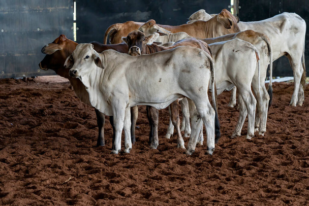 Calves herded in an arena prior to a cutting competition - Photo, Image