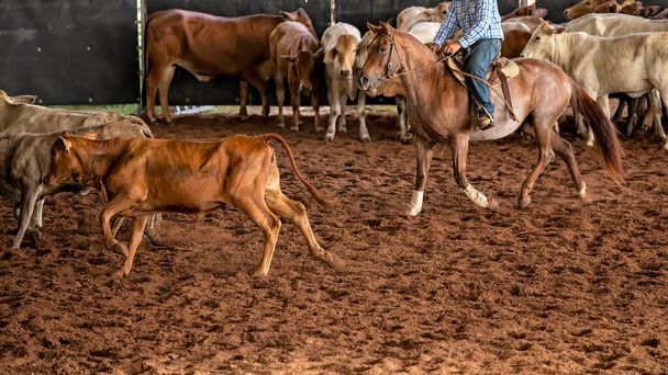 Caballo y jinete cortando un ternero de la manada en una competición en una arena de rodeo - Foto, imagen