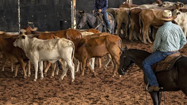 A horse and rider herding calves in a western style equestrian cutting competition - Photo, Image