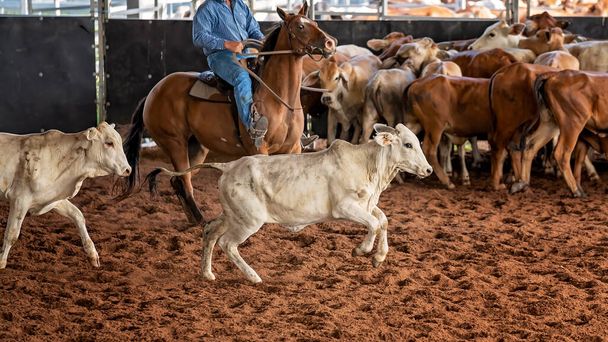 Egy lovas és lovas borjakat terel egy nyugati stílusú lovas vágó versenyen - Fotó, kép
