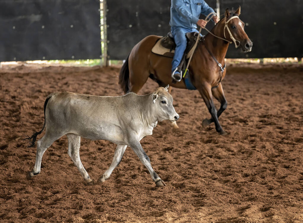 Un caballo y jinete pastoreando terneros en una competición de corte ecuestre de estilo occidental - Foto, imagen