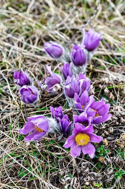 Blossom of the European Pasqueflower (Pulsatilla Vulgaris), Perchtoldsdorf, Austria, March. It belongs to the family of the Ranunculaceae. German names: Kchenschelle, Kuhschelle. Very small depth of field. Focus on the centre of the blossom - Photo, Image