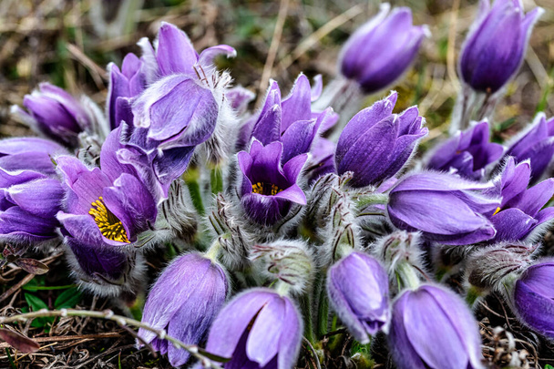 Blossom van de Europese Pasqueflower (Pulsatilla Vulgaris), Perchtoldsdorf, Oostenrijk, maart. Het behoort tot de Ranunculaceae familie. Duitse naam: Kchenschelle, Kuhschelle. Zeer kleine scherptediepte. Focus op het midden van de bloesem - Foto, afbeelding