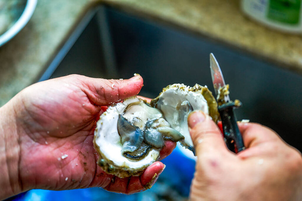 Uno chef sta aprendo i gusci delle ostriche, aprendo le ostriche - Foto, immagini
